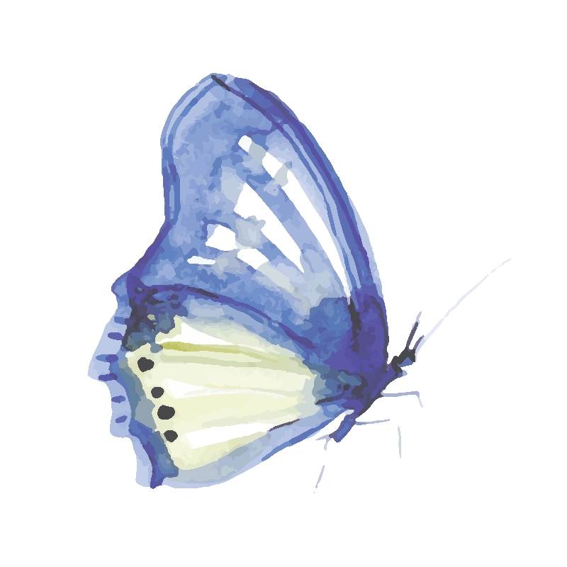 Tranh canvas bướm sắc màu 20