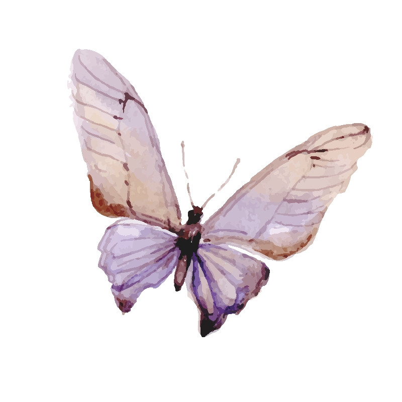 Tranh canvas bướm sắc màu 21